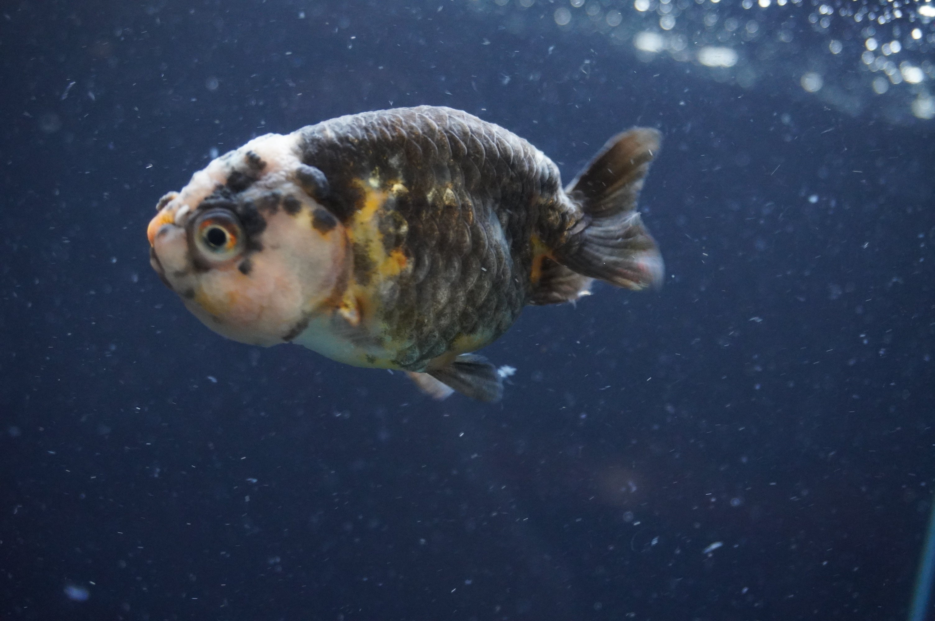 Juvenile Ranchu Calico 3 Inch (ID#627R9c-74) Free2Day SHIPPING