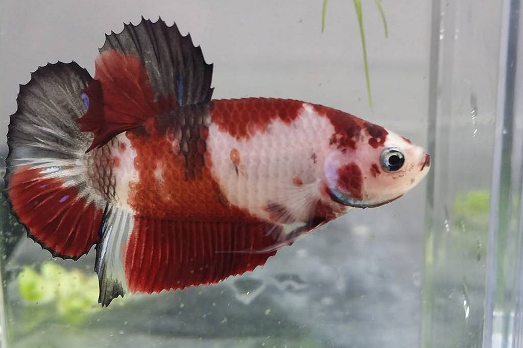 king betta for sale