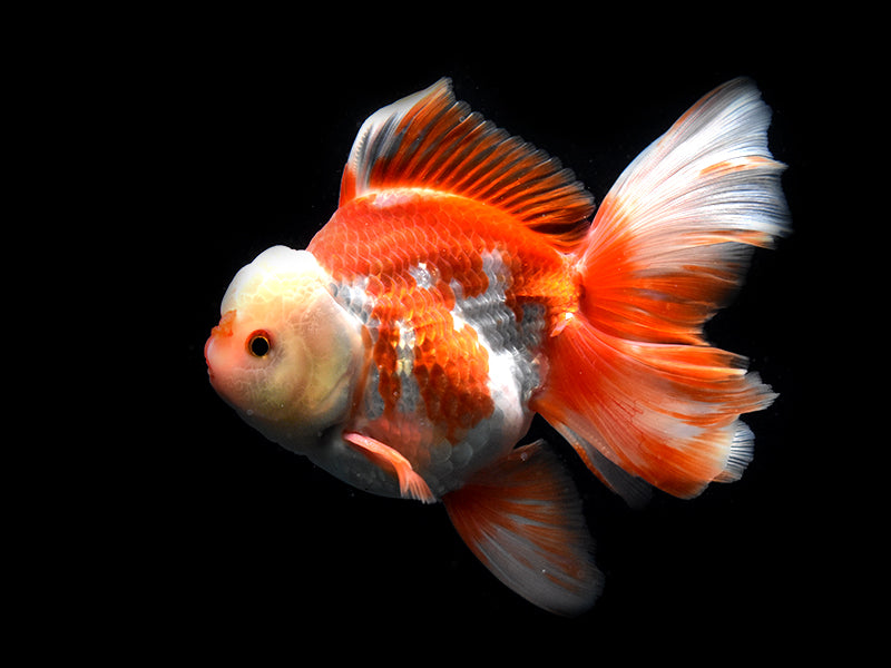 Thai Goldfish – King Koi and Goldfish