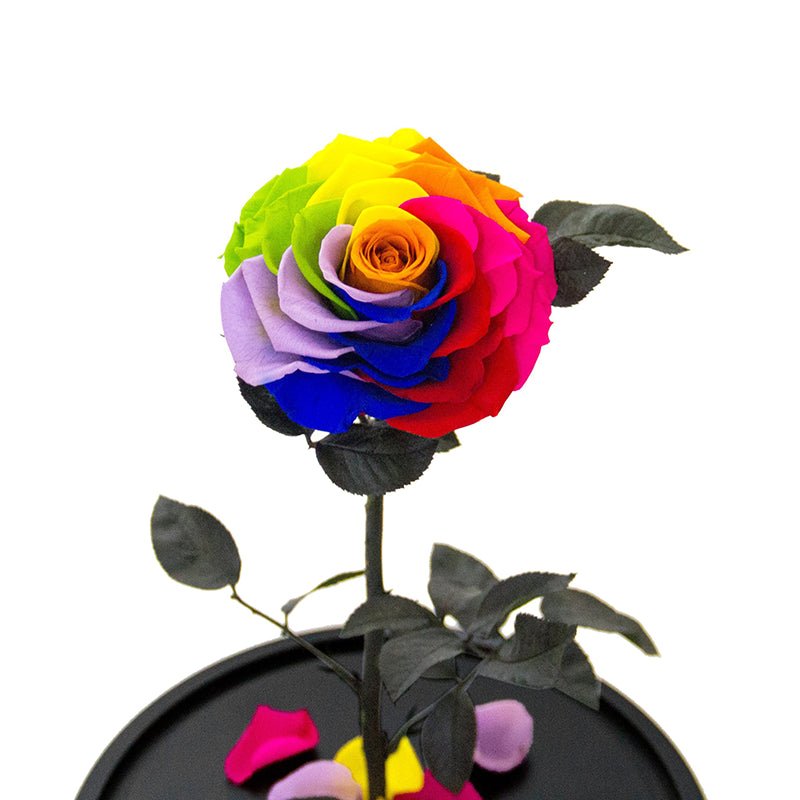 The Everlasting Rose Rainbow