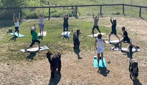 Alpaca Yoga at Chetwyn Farms