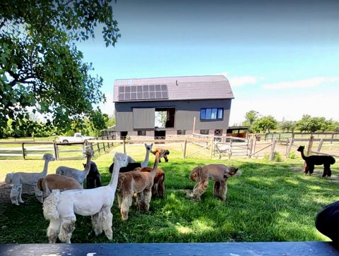 Alpaca Work Sock – SHED Chetwyn Farms