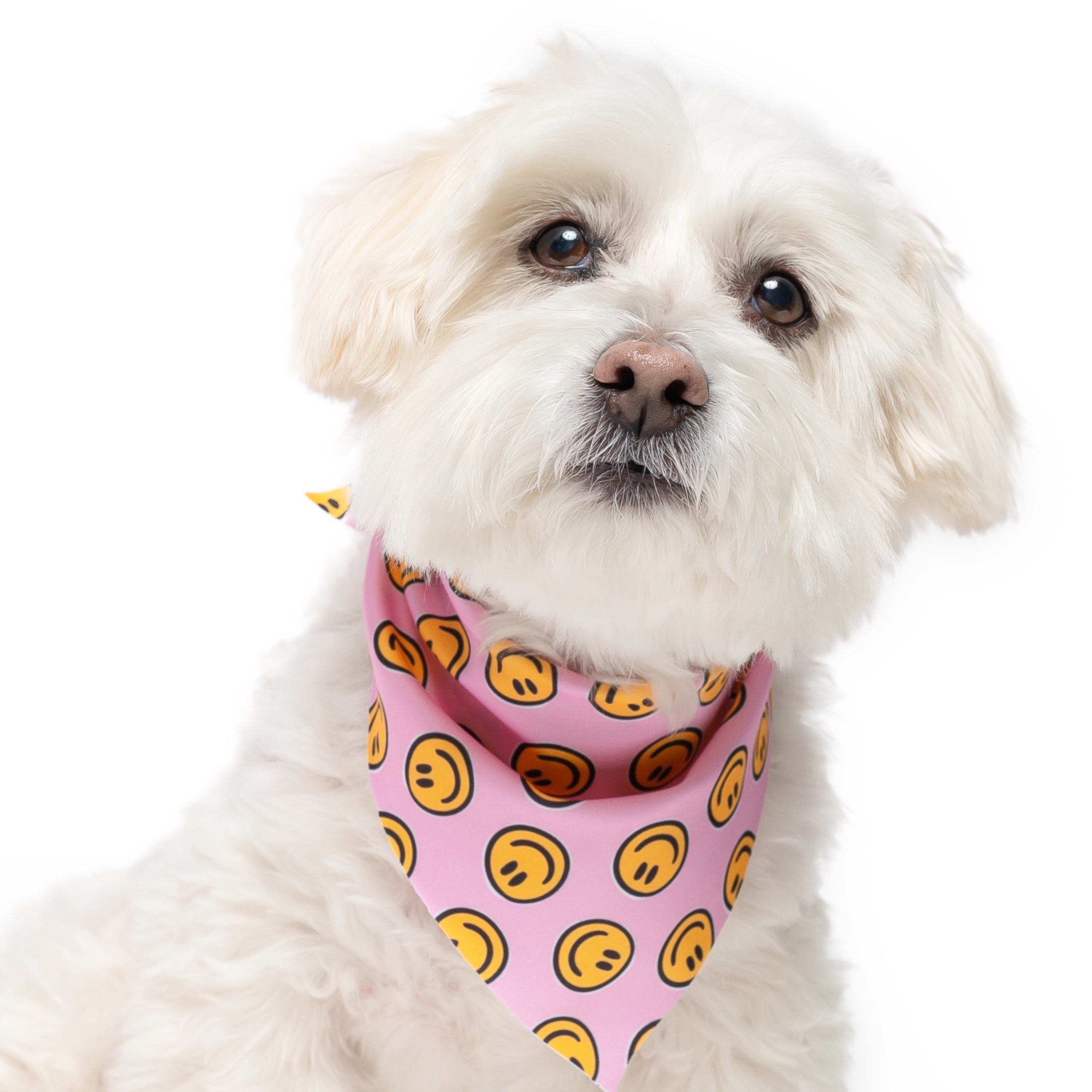 HAPPY AF (PINK) - TRIANGLE DOG BANDANA BY DAPPER DEXTER
