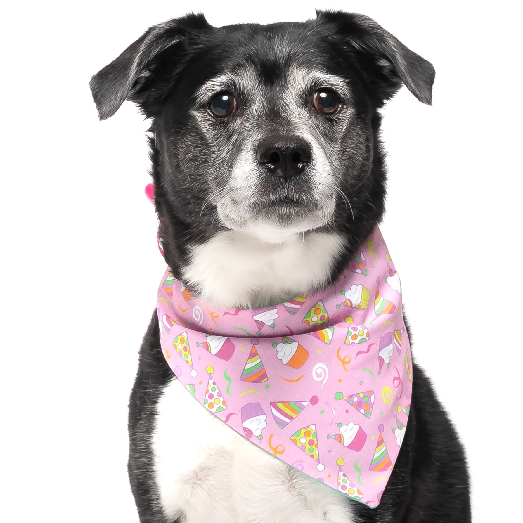 Drinking buddy clearance dog bandana