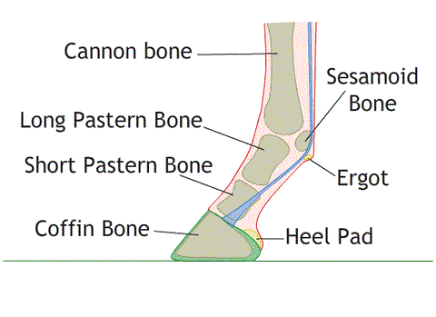 sesamoid bone in horses