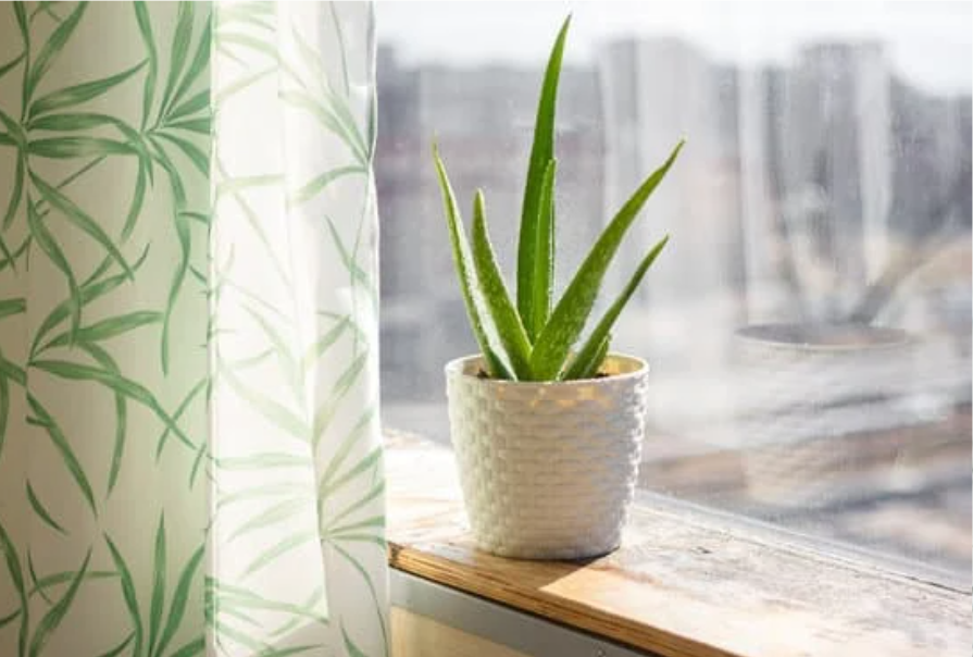 small-aloe-vera-plan-standing-in-a-pot-on-window-hedge