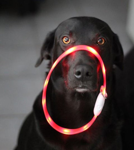 5-accessoires-indispensables-pour-randonner-avec-son-chien-collier-led