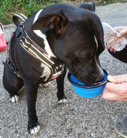 Accessoires bien-être et confort pour chiens