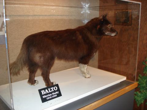 Balto, chien héros