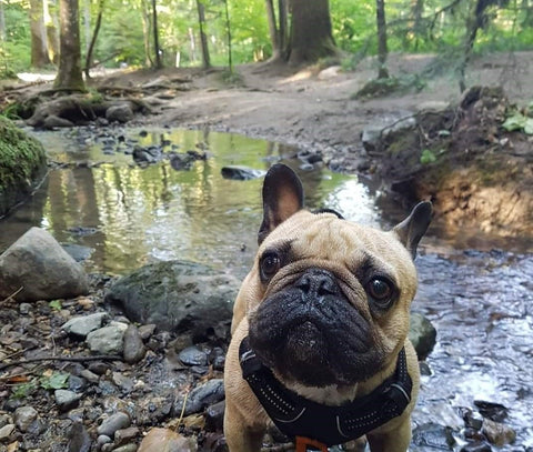 baignade bouledogue