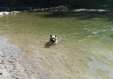 baignades canines Annecy chien dans fier 