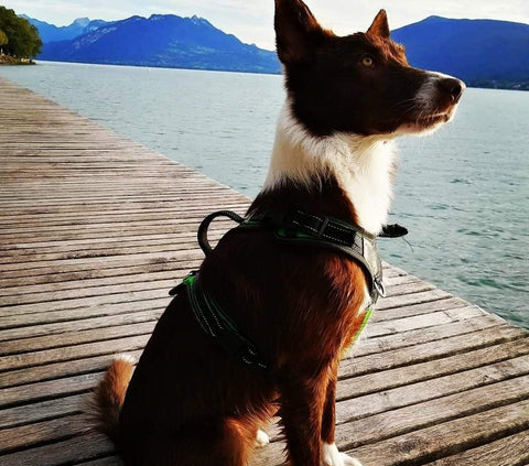 Top 5 spots baignades canines Annecy chien sur ponton
