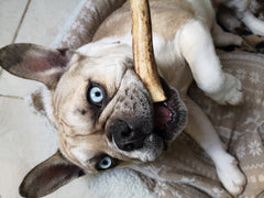 Bois de cerf chien