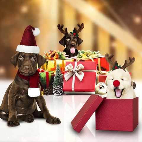 box de noel pour chien