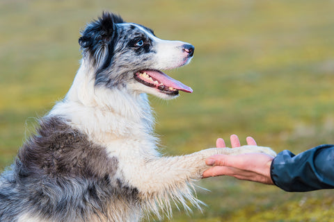 6 tours faciles à apprendre à son chien