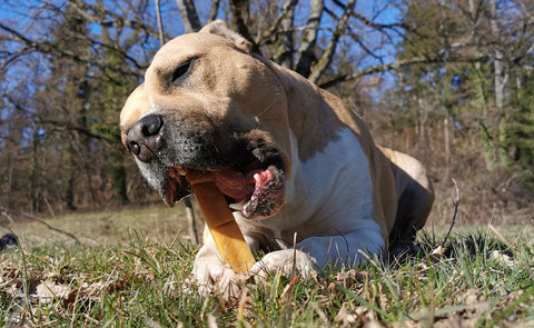 friandise naturelle pour amstaff