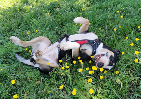 chien avec harnais heureux