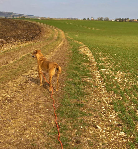 longe pour chien pvc souple