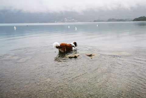 baignades canines Annecy plage Doussard chien dans l'eau 