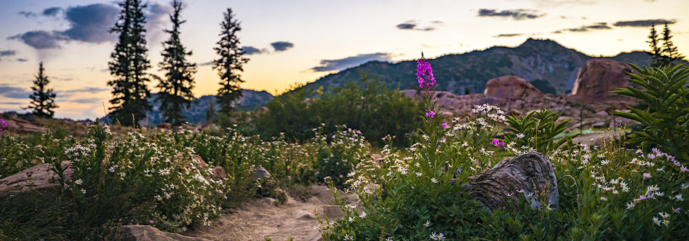 Image of a mountain trail with spring wildflowers and a mountain in the distance