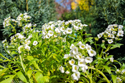 white alyssum