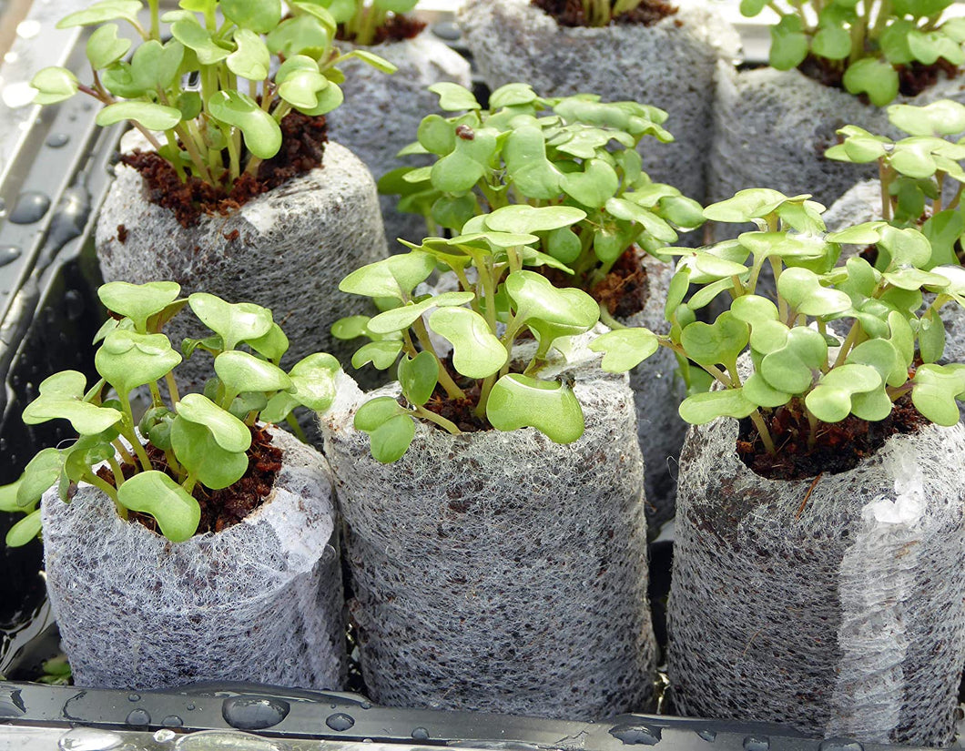 transplanting seedlings to coco coir