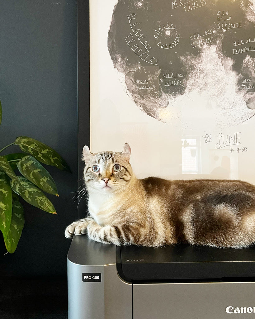 White cat laying on a canon printer