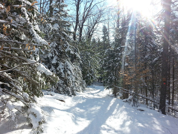 Paysage de forêt enneigée