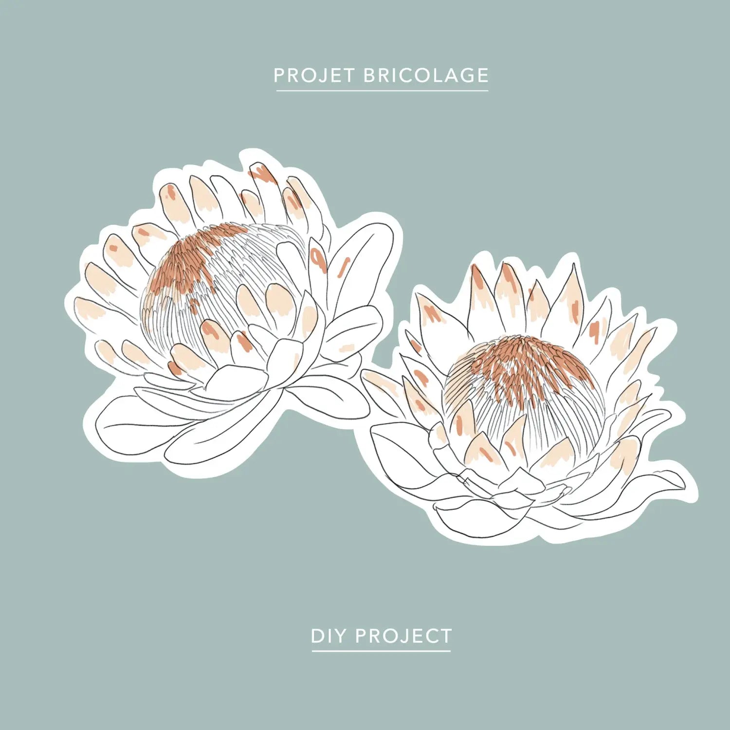A free protea coloring sheet download, by the Baltic Club