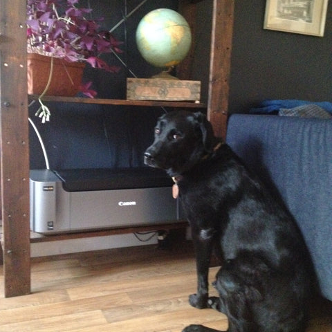 Lola looking  doubtfully at the new printer 