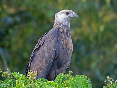 madagascar fishing eagle 