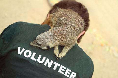 volunteer with meerkat
