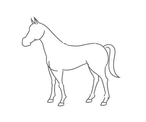 drawing a horse