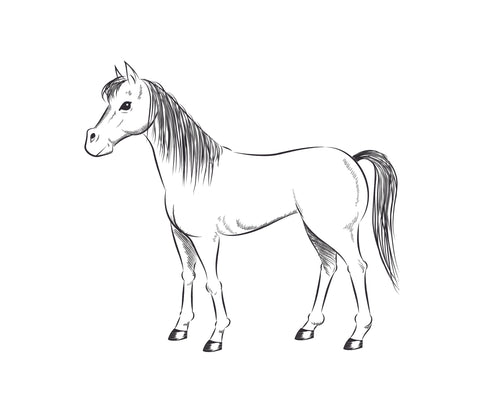drawing a horse