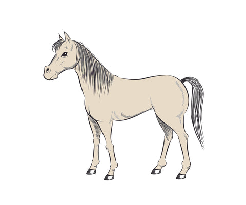 how to draw a horse