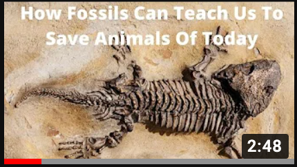 fossil video YouTube thumbnail