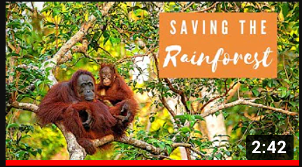 saving rainforest youtube thumbnail