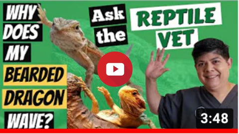 reptile doctor YouTube