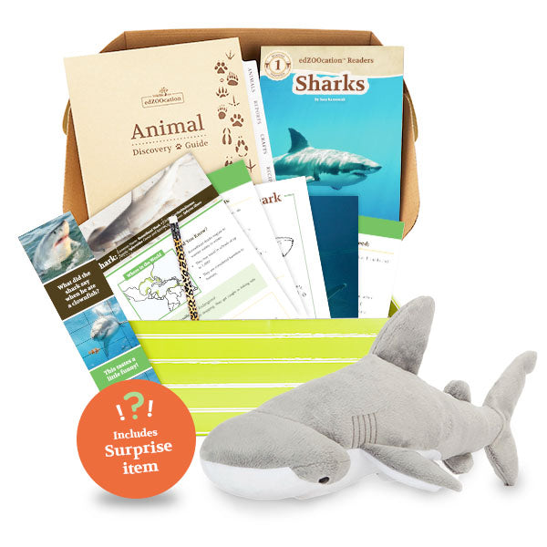 Bonnethead Shark edZOOcation Box