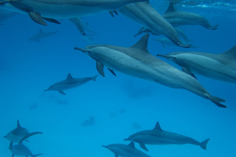 dolphin group pod