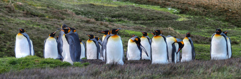 group of penguins