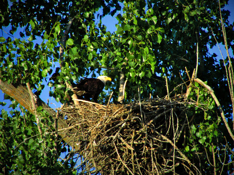bald eagle nesting