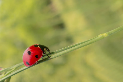lady bug organic pesticide