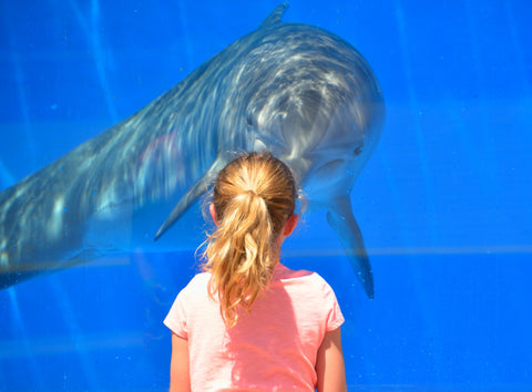 dolphin and girl at aquarium