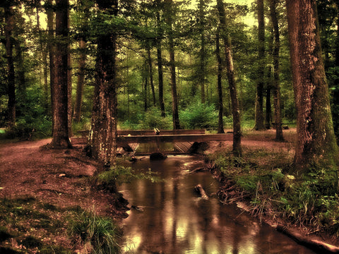 Forest with creek
