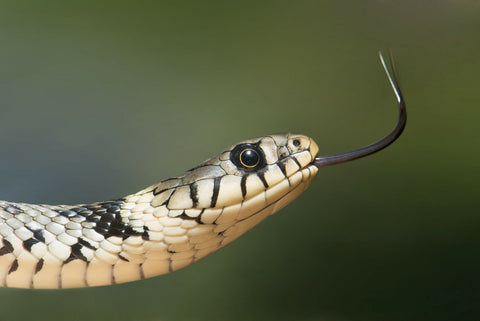 snake tongue close up
