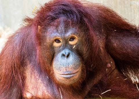 close up female orangutan