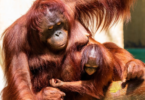 orangutan mom and baby