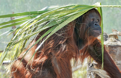 orangutan with leaf on head