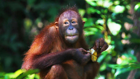 young orangutan eating